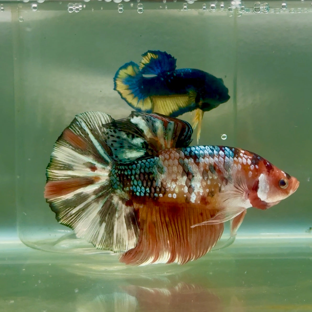 Plakat Koi Copper Multicolor Male Betta Giant #Jul01