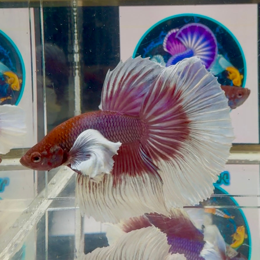 Dumbo Lavender Halfmoon - Male Betta M42