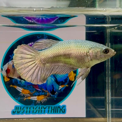 Super Copper Plakat - Female betta M06
