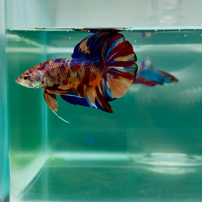 Plakat Koi Multicolor Male Betta Giant #M106