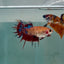 Crowtail Koi Multicolor Female Betta #Au25