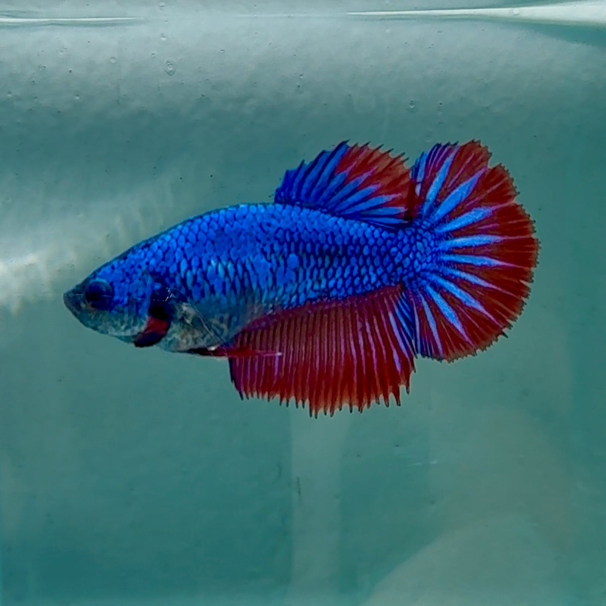 Halfmoon Royal Blue Female Betta #Au19