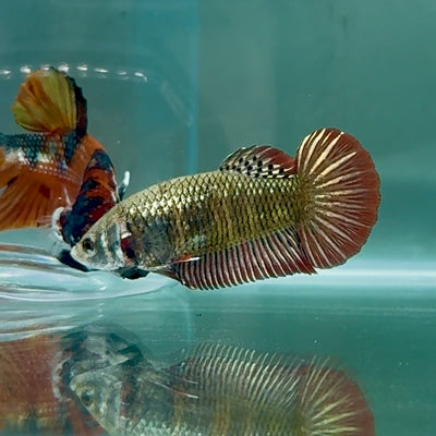 Plakat Alien Samurai Female Betta #Au84