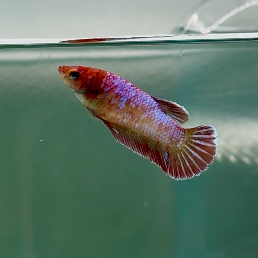 Plakat Barongsai Female Betta #Au11