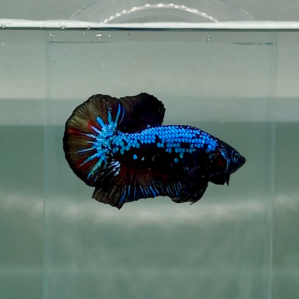 Plakat Blue Samurai Male Betta #Au43