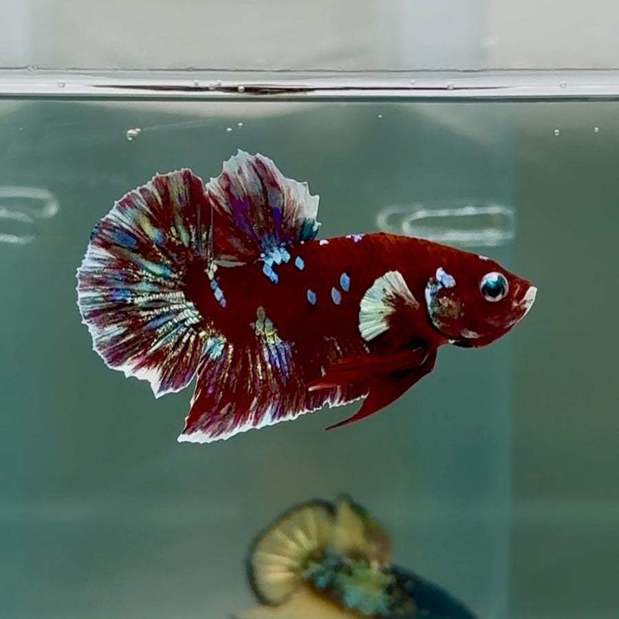 Plakat Red Gold Galaxy Male Betta #Se15