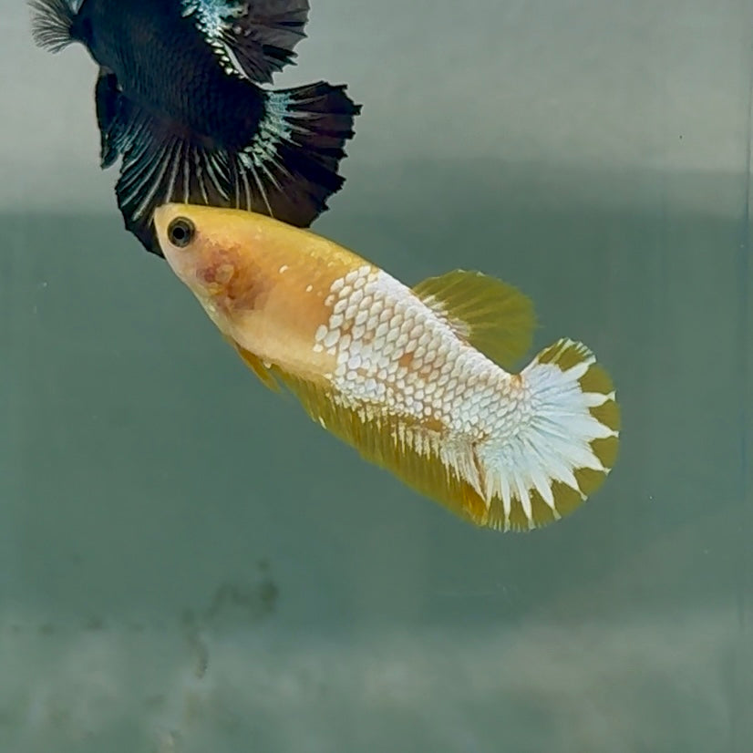 Plakat Yellow Fancy Copper Female Betta #Au60