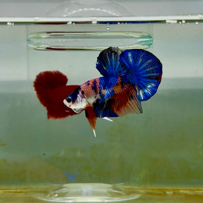 Plakat Koi Multicolor Male Betta #M129