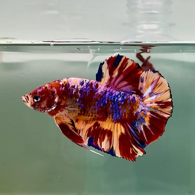 Plakat Koi Multicolor Male Betta Giant #A205