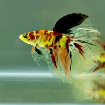 Halfmoon Koi Green Eye Male Betta #Ju22