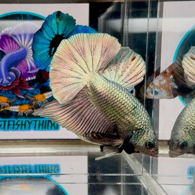 Super Copper Plakat - Male Betta M01