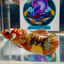 Nemo Copper multicolor - Female betta M60