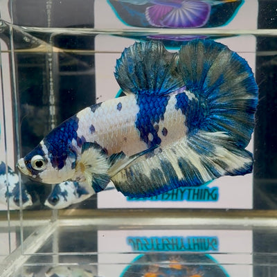 Marble Dairy Cow - Male Betta M40