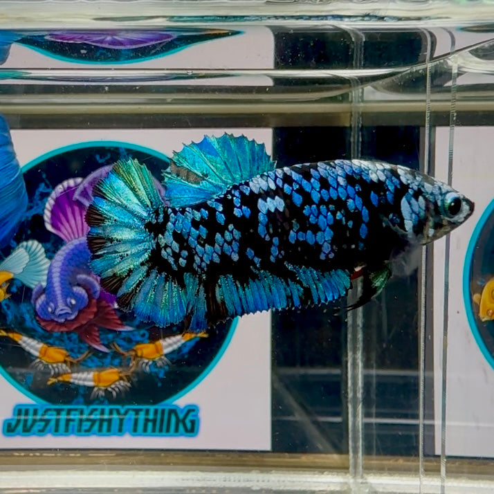 Avatar Blackblue Plakat - Female betta M29