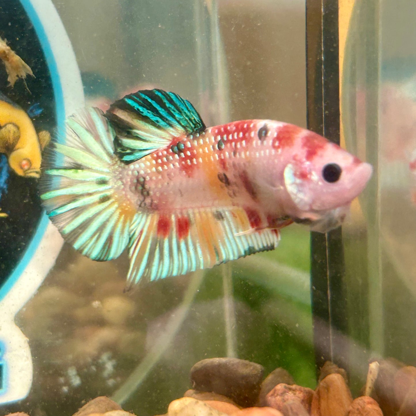 Multicolor Koi Metallic Plakat - 052