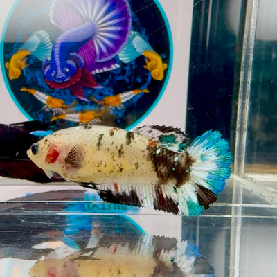 Blackblue Pepper Dot Plakat - Female betta M34