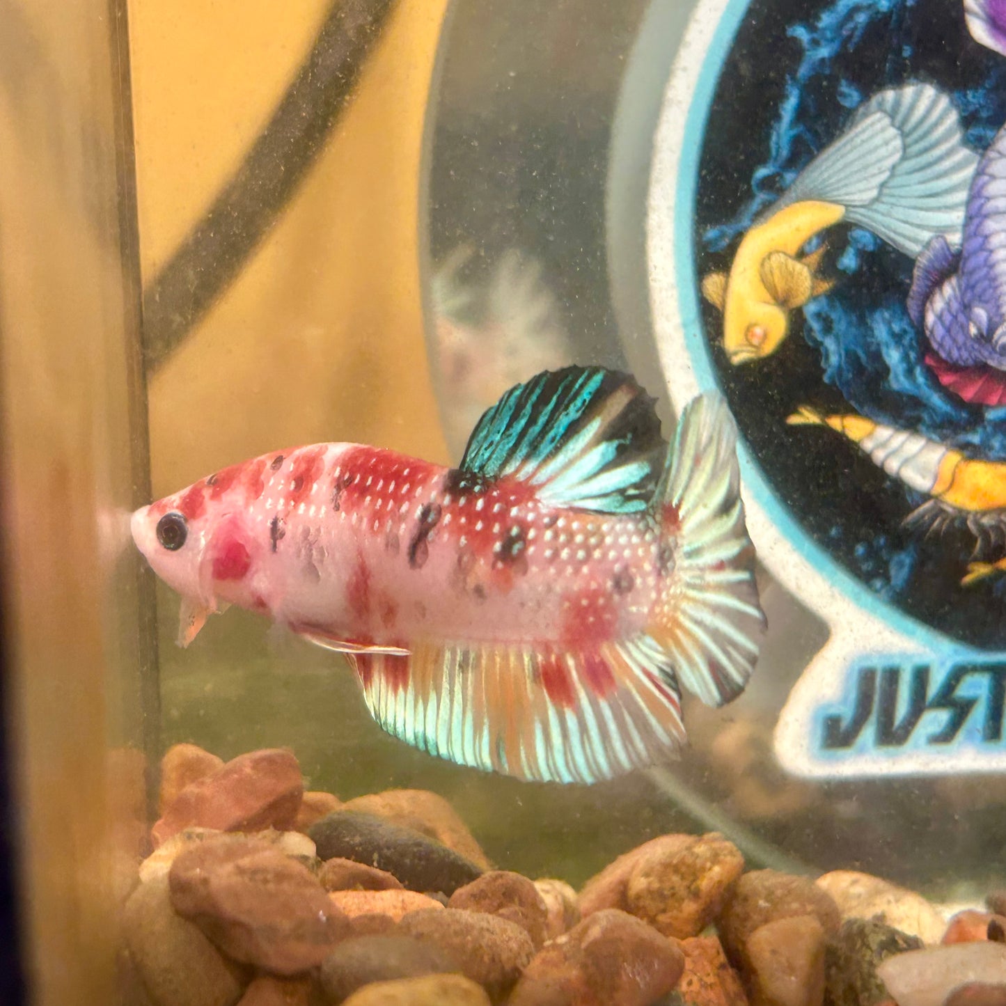 Multicolor Koi Metallic Plakat - 052