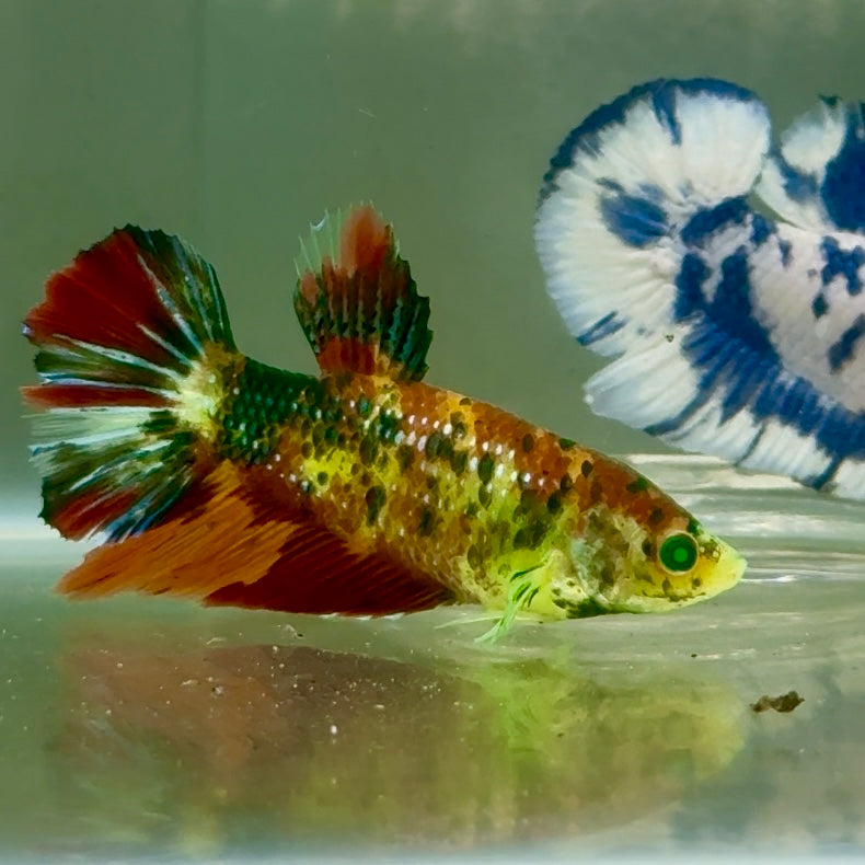 Halfmoon Nemo Metallic Green Eye Female Betta #Jul14