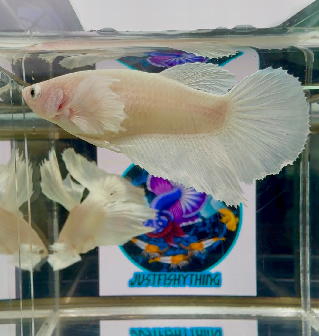 Dumbo White Halfmoon - Female betta M21