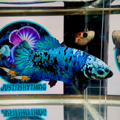 Avatar Blackblue Whitemask Plakat - Female betta M33