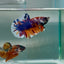 Plakat Nemo Multicolor Male Betta #Au87