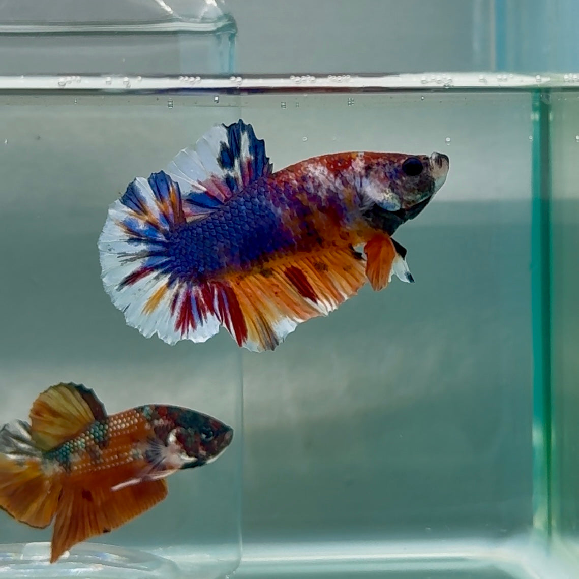 Plakat Nemo Multicolor Male Betta #Au87