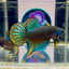 Wild Imbellis J22 Plakat - Male Betta