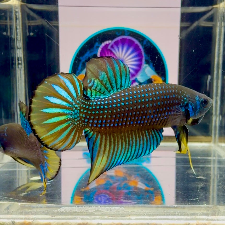 Wild Imbellis J22 Plakat - Male Betta