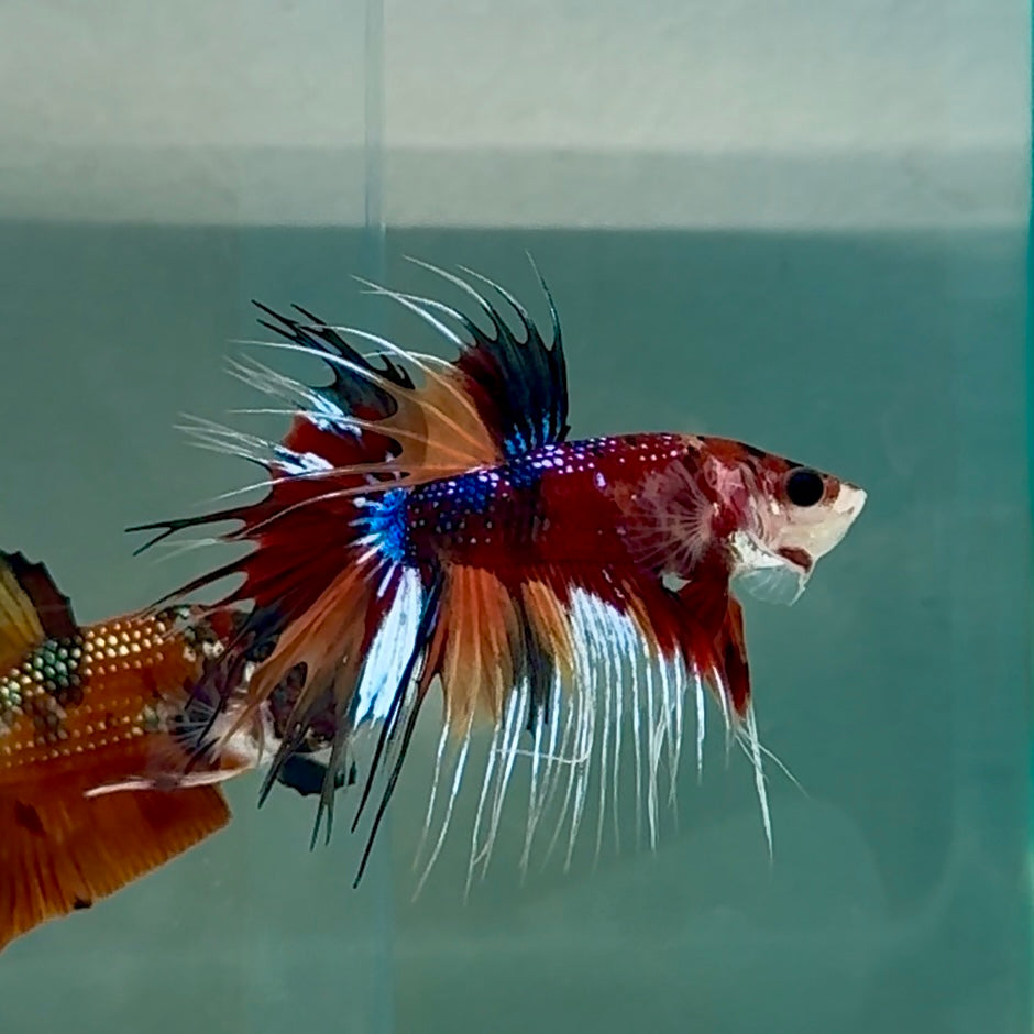 Crowtail Koi Multicolor Male Betta #Au23