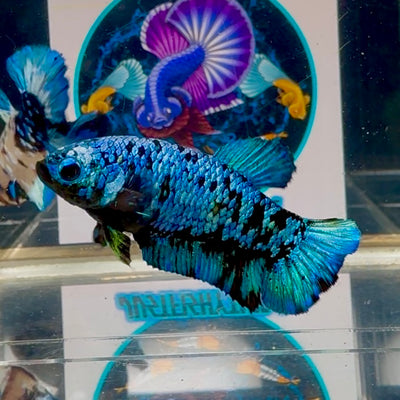 Avatar Blackblue Plakat - Female betta M07