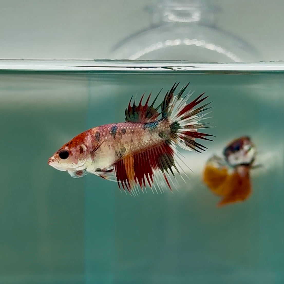 Crowtail Koi Multicolor Female Betta #Au16