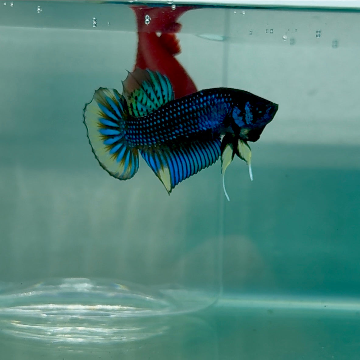 Plakat Imbellis Yellow Male Betta #M18