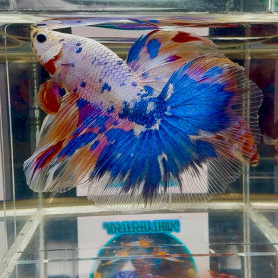 Koi Candy Multicolor Halfmoon - Male Betta M45