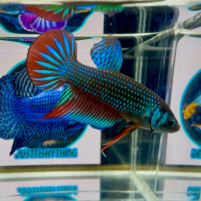 Wild Imbellis J59 Plakat - Male Betta