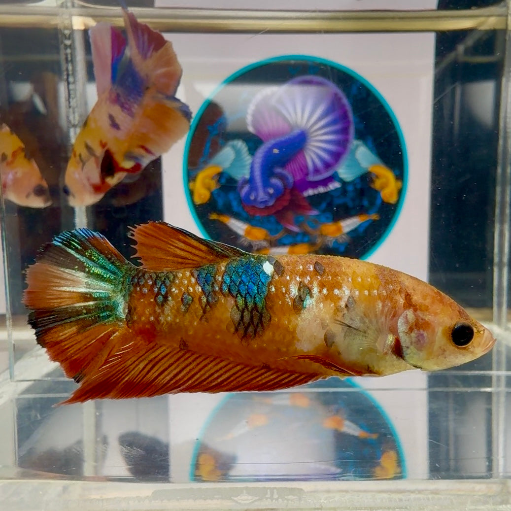 orange base metallic - Female betta M55