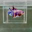 [Rare] Young Giant White Candy S71 Plakat - Male Betta