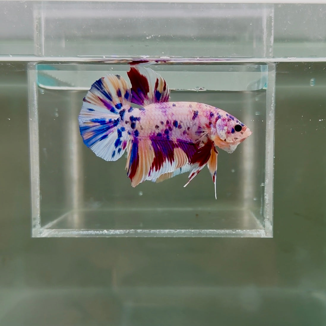 [Rare] Young Giant White Candy S71 Plakat - Male Betta