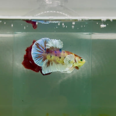 Plakat Dumbo Koi Multicolor Green Eye Male Betta #M113