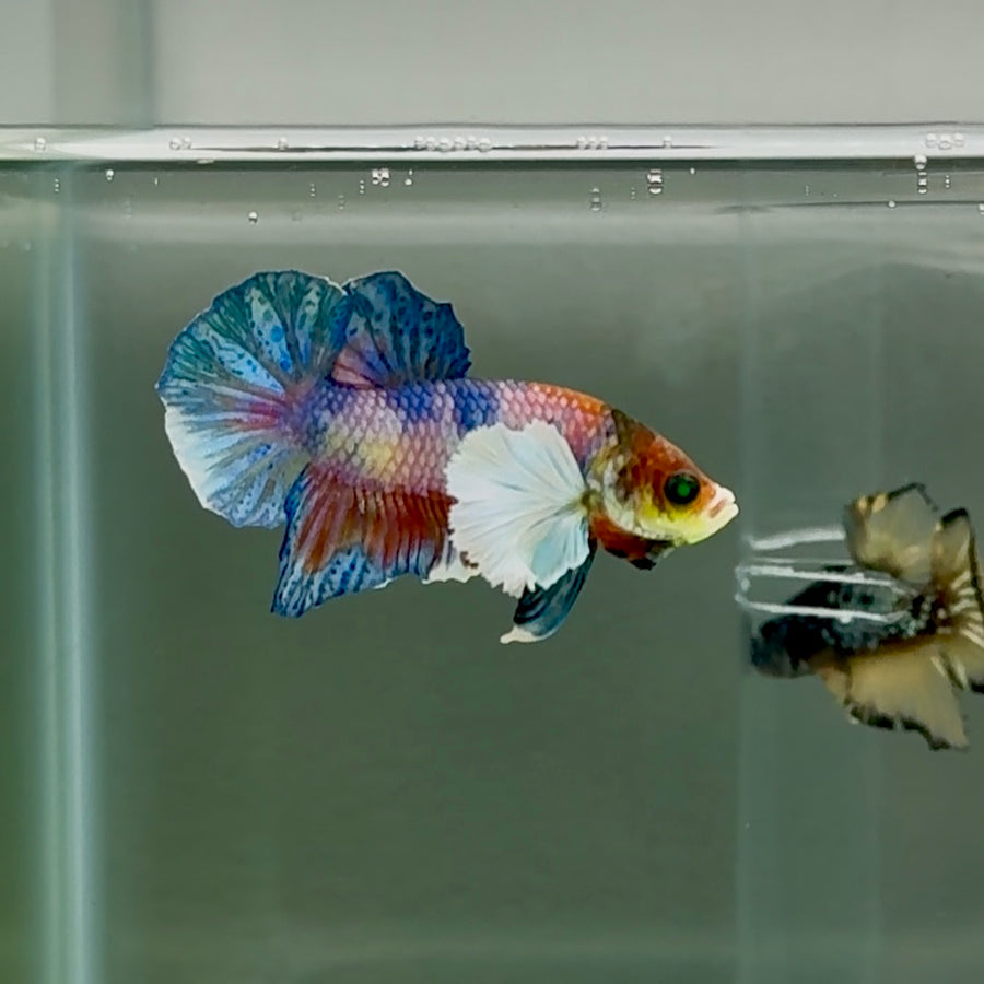 Plakat Dumbo Koi Multicolor Green Eye Male Betta #Se01