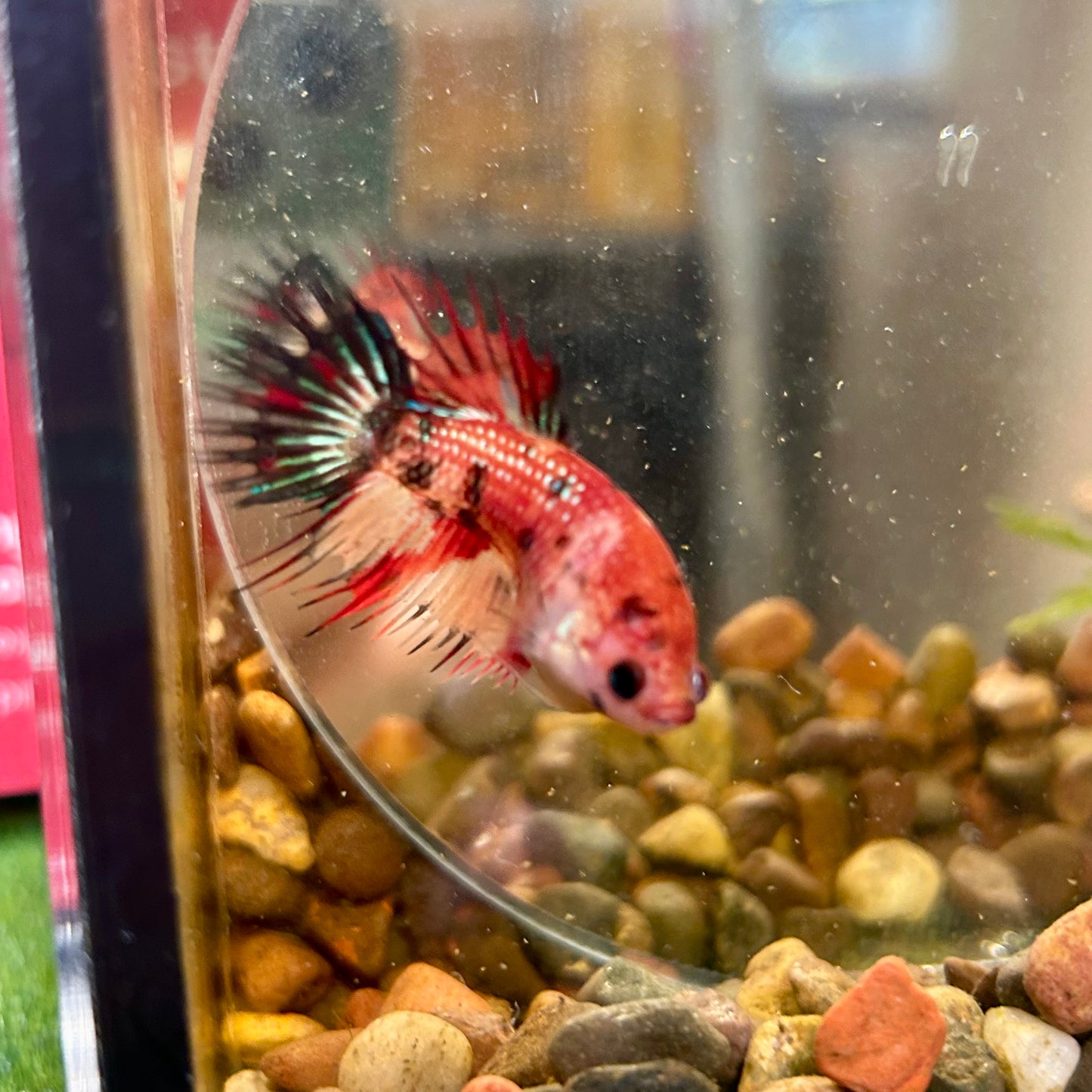 Koi Red Halfmoon Crowntail - Female Betta 084