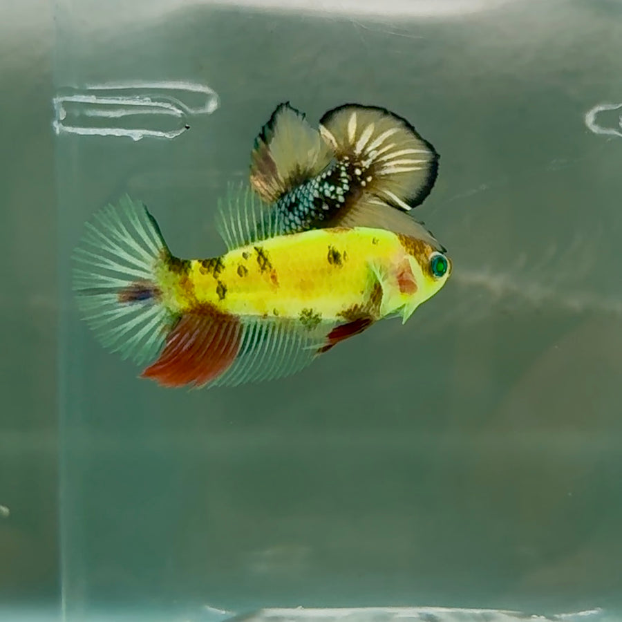Plakat Koi Green Eye Female Betta #Se02