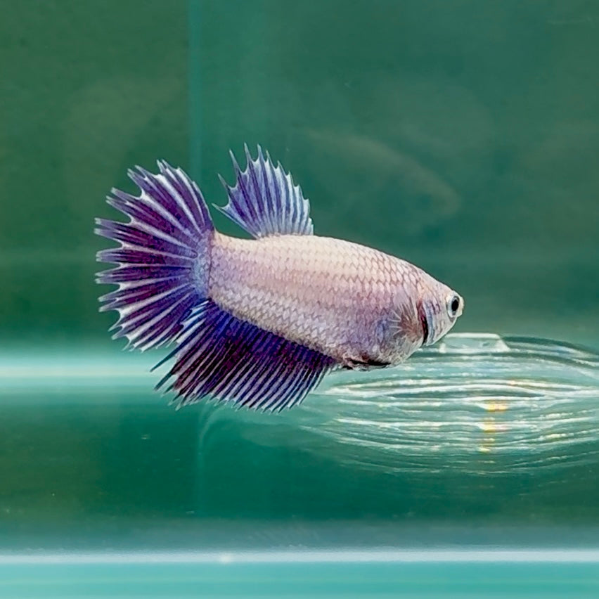 Crowtail Purple Pastel Female Betta #Au49