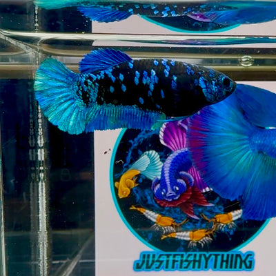 Avatar Blackblue Plakat - Female betta M28