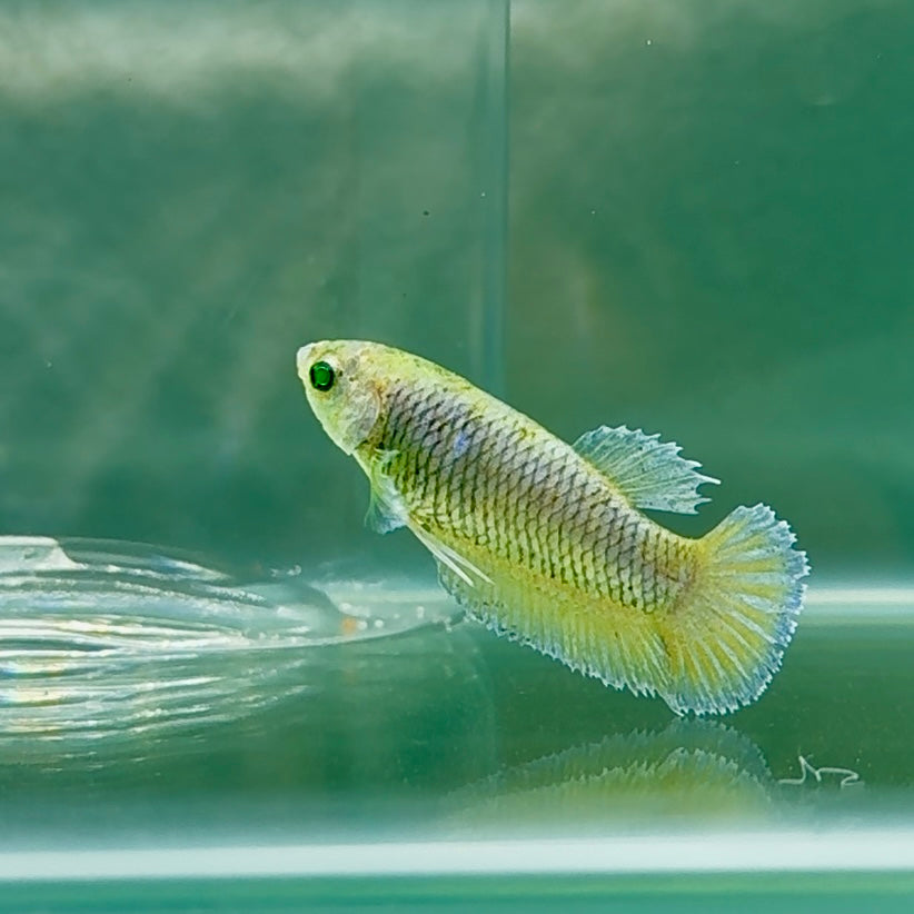 Plakat Blue Vanda Green Eye Female Betta #Au41