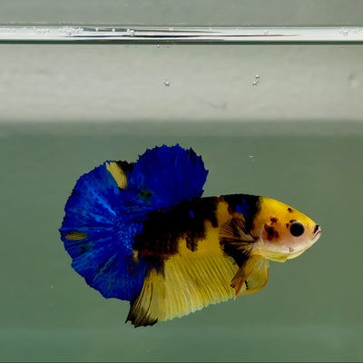 Plakat Koi Yellow Galaxy Male Betta #Ju60