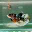 Plakat Koi Copper Male Betta Giant #Ju05
