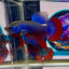 Wild Imbellis J56 Plakat - Male Betta
