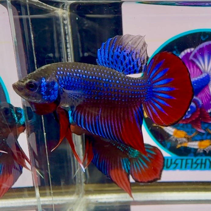 Wild Imbellis J56 Plakat - Male Betta