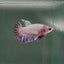Crowtail Pink Pastel Female Betta #Au48