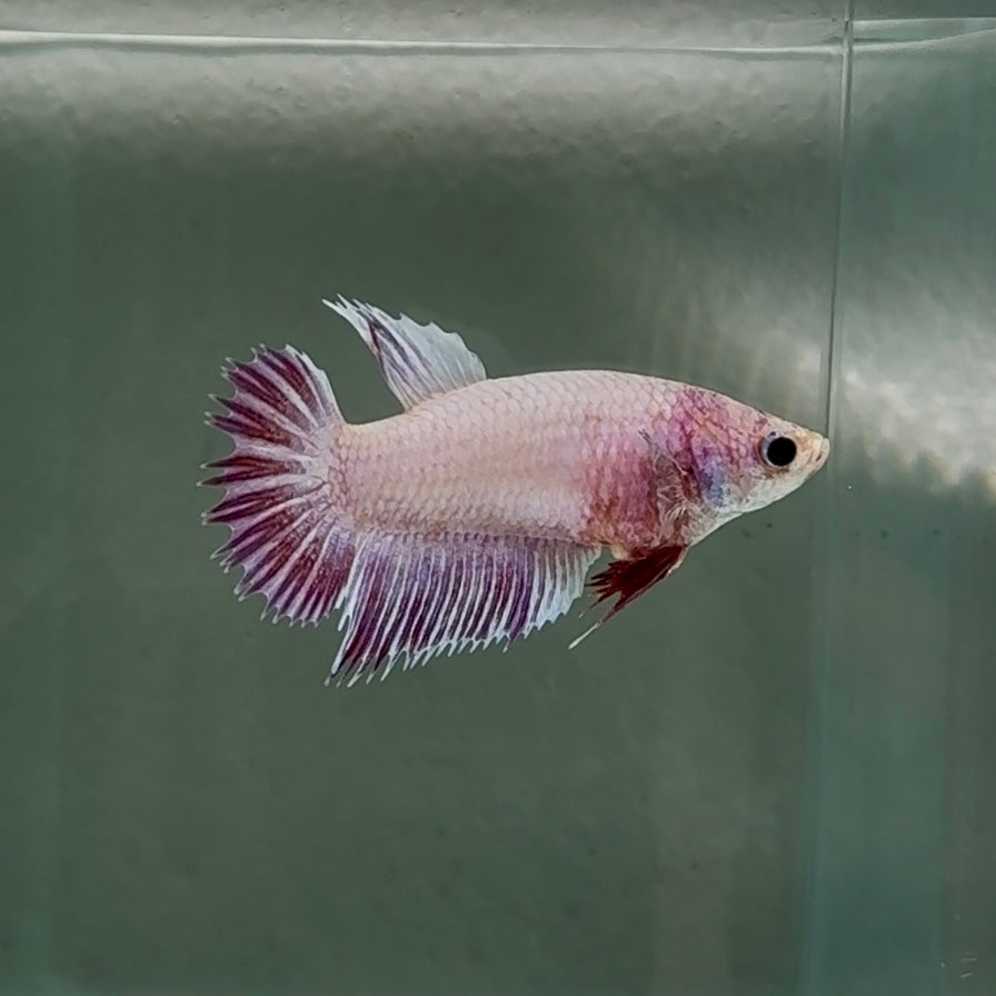 Crowtail Pink Pastel Female Betta #Au48